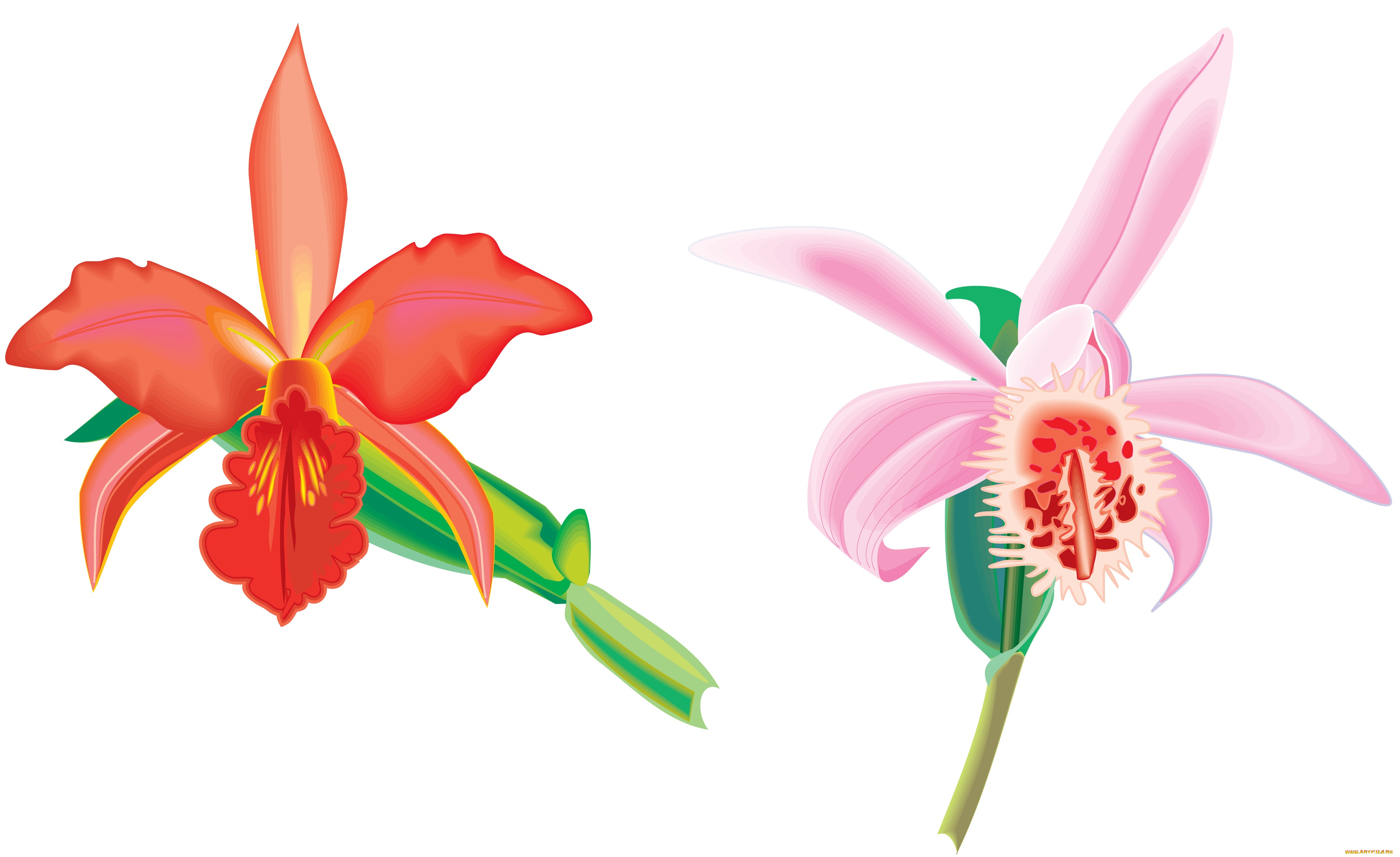  ,  , flowers, , 